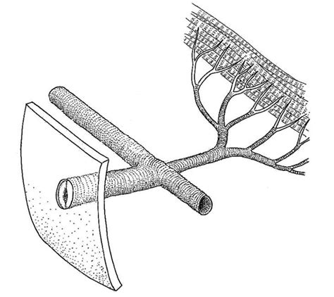 Biological drawings. Insects: Spiracle. Biology teaching resources by D G Mackean