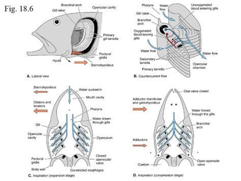 Amazing free comparative anatomy resource. Also, sharks (also for free). | Biology, Shark