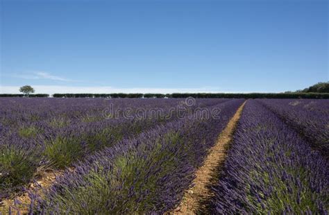 Lavender Fields at Snowshill, Cotswolds England UK Stock Image - Image of fields, blooming ...