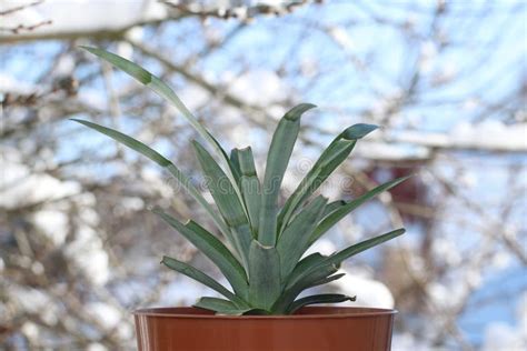 Pineapple Plant in a Flower Pot in Winter Against a Background of Snow Outside the Window ...