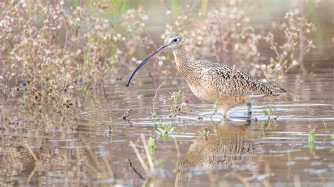 Long-billed Curlew | Audubon Field Guide