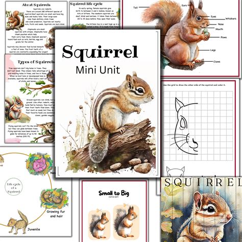 Squirrel Unit Study Squirrel Life Cycle Squirrel Anatomy - Etsy