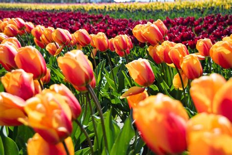 Soak up spring with a virtual tour of the Netherlands' famous tulip fields | London Evening Standard