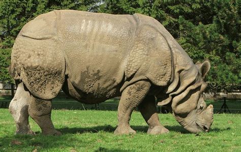 Great One-horned Rhinoceros (Rhinoceros unicornis) - Wiki; DISPLAY FULL ...