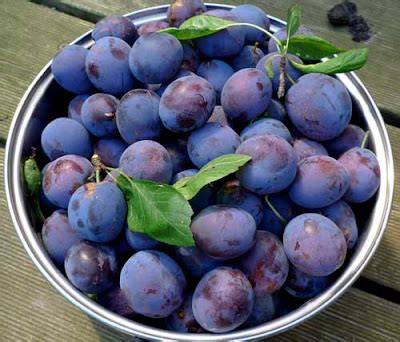 oxfordpotager: Wild Plums, Bullace