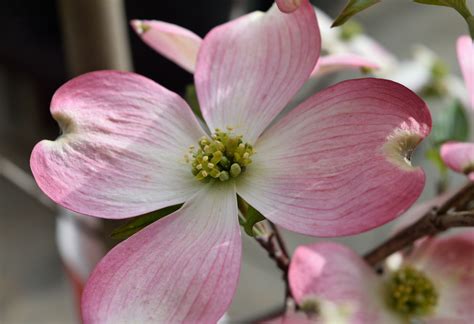 Pink Dogwood Flower (state flower of Virginia and North Carolina ...