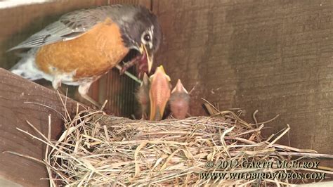 Nesting American Robins - Maine - YouTube