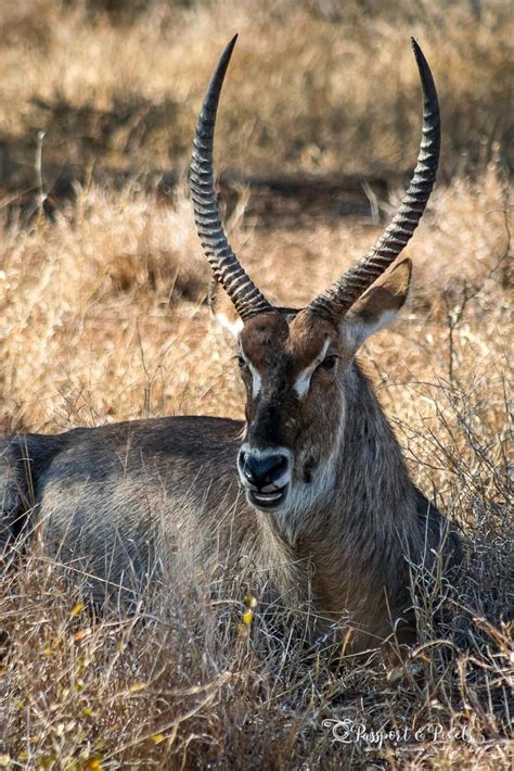 African Safari Animals - 32 Amazing Beasts To See In Africa