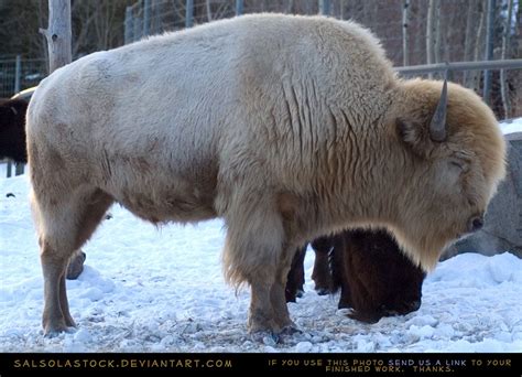 White Plains Bison (Bison bison bison) His name is Blizzard and he was born on a ranch in the ...