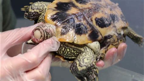 A 5-year-old terrapin has egg binding Pt 1 - YouTube