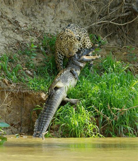 Meet scarface, a huge male jaguar who lives in Brazil’s northern Pantanal. He specialises in ...