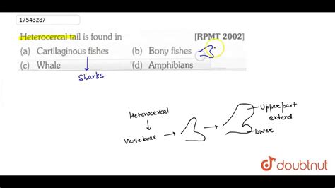 Heterocercal tail is found in - YouTube