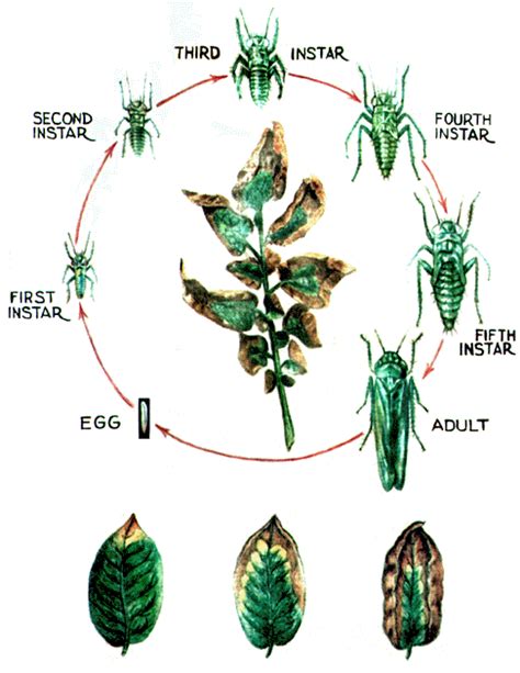 Rutgers Master Gardeners of Burlington County IPM Blog: Pest of the ...