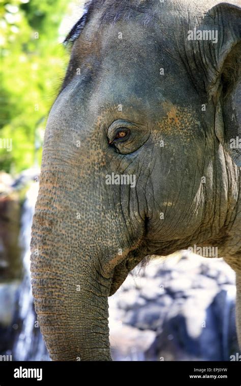 Elephant eye close-up Stock Photo - Alamy