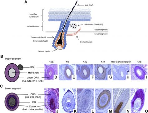 Normal hair follicle compartments and keratin and PAS labeling. ( A , B... | Download Scientific ...