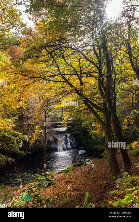 Hamsterley forest hi-res stock photography and images - Alamy