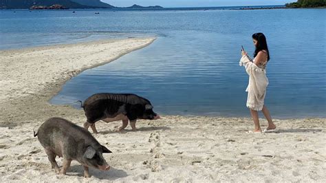 Sawasdee Ka piggies! Travellers can now explore Thailand’s ‘Bay of Pigs’