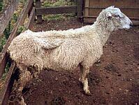 Ovine Johne's Disease (OJD) | Sheep diseases | Animal diseases | Biosecurity | Agriculture Victoria