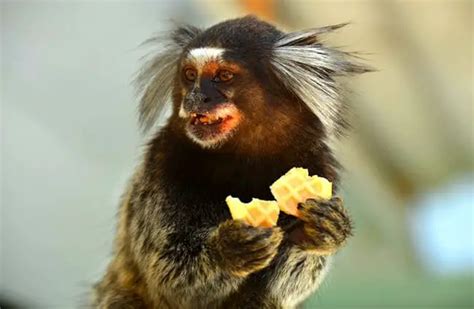 Marmoset - Description, Habitat, Image, Diet, and Interesting Facts