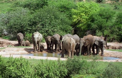 Addo Elephant National Park | Addo Elephant National Park is… | Flickr