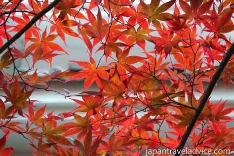 Autumn Colors Forecast 2015 in Japan | Japan Travel Advice | Gujo hachiman, Japanese castle ...