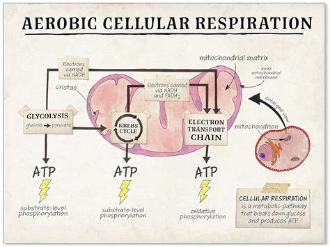 Diagram Of Aerobic Respiration | My XXX Hot Girl