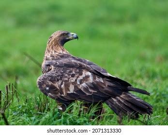 496 Golden Eagle Habitat Images, Stock Photos & Vectors | Shutterstock