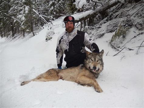 Gray Wolves and Predators – Clark Fork Outfitters