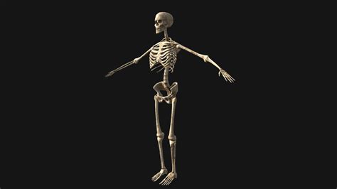 Rigged Skeleton T-Pose - Buy Royalty Free 3D model by WSM Game Studio ...