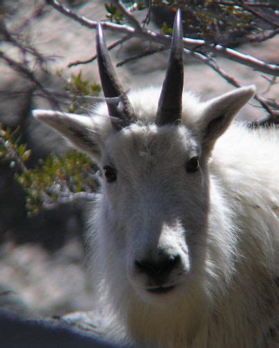 Information on Mountain Goats in the Ruby Mountains, Elko