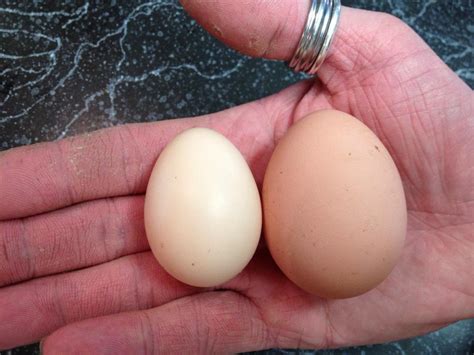 My First Silkie Egg! | BackYard Chickens - Learn How to Raise Chickens