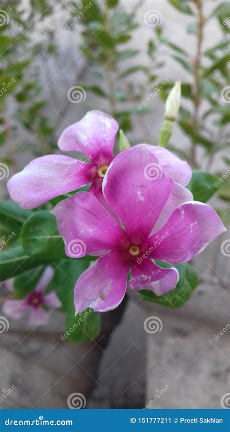 Sadabahar flower stock image. Image of sadabahar, remedy - 151777211