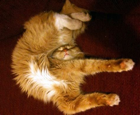 Totally Awkward Cat Sleeping Positions (58 photos) | KLYKER.COM