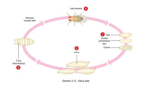 Proses Daur Hidup Lalat dari 0 yang Perlu Kamu Ketahui