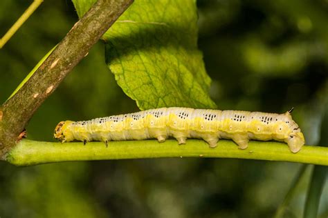 What to Know About Catalpa Trees and Their Worms