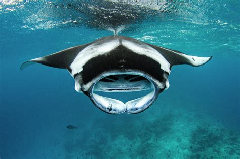 Manta Ray With Mouth Open Feeding On Plankton, Maldives Photograph by ...