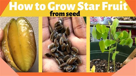 How to Grow Star Fruit (Carambola) from Seed - YouTube