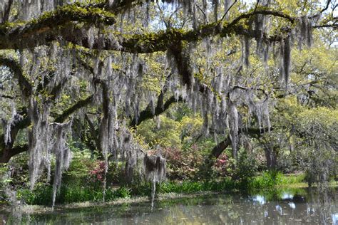 Elaine's Blogging World: Myrtle Beach - Spanish Moss Covered Trees