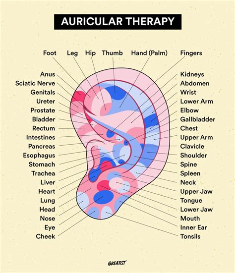 Ear Acupuncture: Benefits, Science, and What to Expect