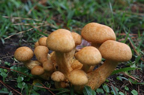 Possible Gymnopilus junonius? - Mushroom Hunting and Identification - Shroomery Message Board