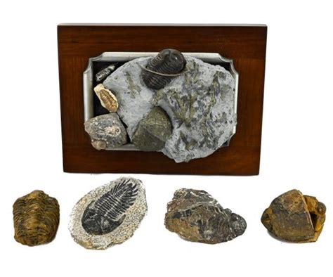 Collection Natural Moroccan Trilobite Fossils Auction