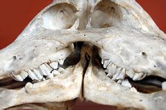 Two-headed calf skull | Muséum National d’Histoire Naturelle… | Flickr