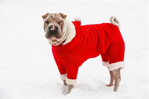 Premium Photo | Sharpei dog in a red suit walking through the white snow snowflakes and snow on ...