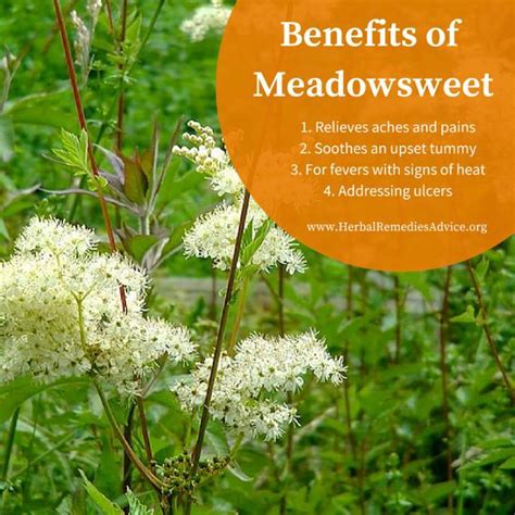 Meadowsweet Herb | Växter, Örter