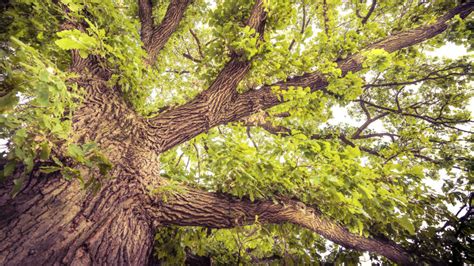 10 Drought-Tolerant Trees That Will Throw Shade - Arbor Day Blog