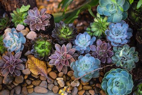 How to Create a Succulent Garden (in 7 Easy Steps) - LawnStarter