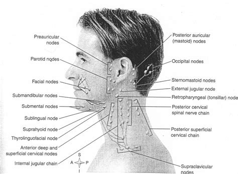 Inferior deep cervical lymph nodes