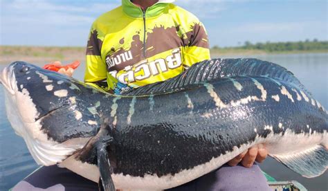 15KG Giant Snakehead Chado Toman Fishing Adventure Thailand - BKKGUY ...