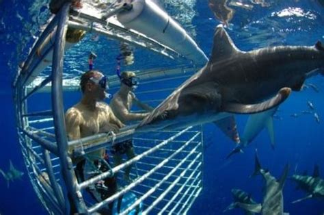 Book this adventure! - Hawaii Shark Encounters, Haleiwa Traveller ...