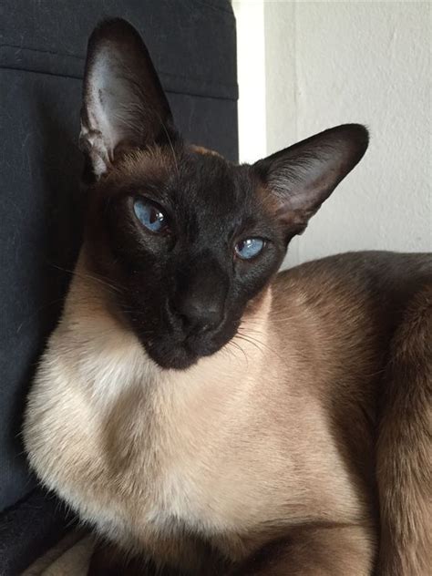 Don't Get Bit — X-treme Wedge Head Siamese The Siamese cat is one... | Oriental shorthair cats ...